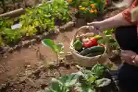 Veggies To Plant In Your Garden